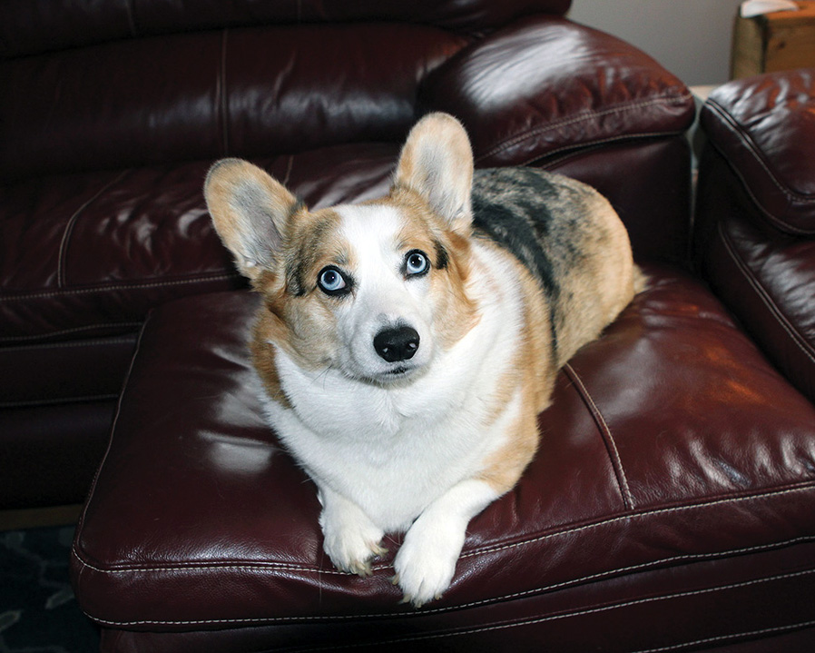 Corgi love | CITYVIEW - Vimarsana News