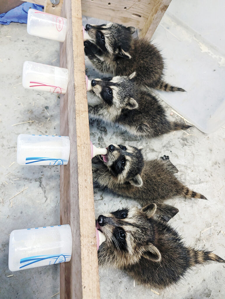Baby Animal Ribon Wildlife rehabber | CITYVIEW